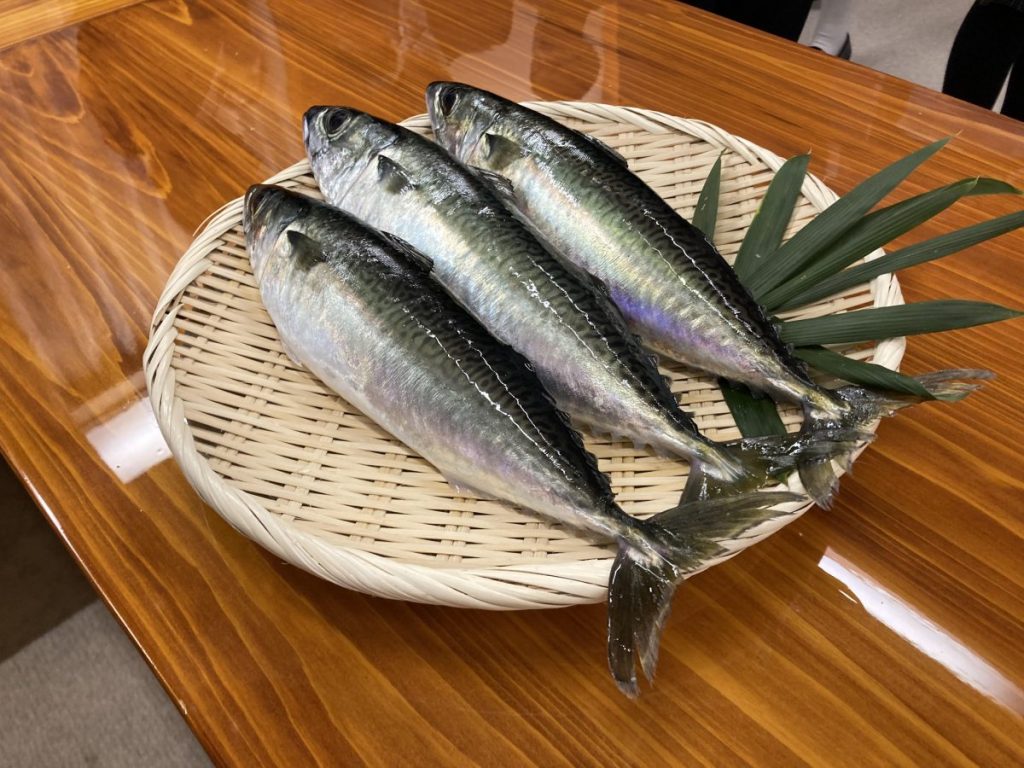 養殖マサバ 15日初出荷報告 県立海洋高