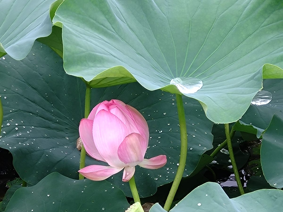 雨宿り