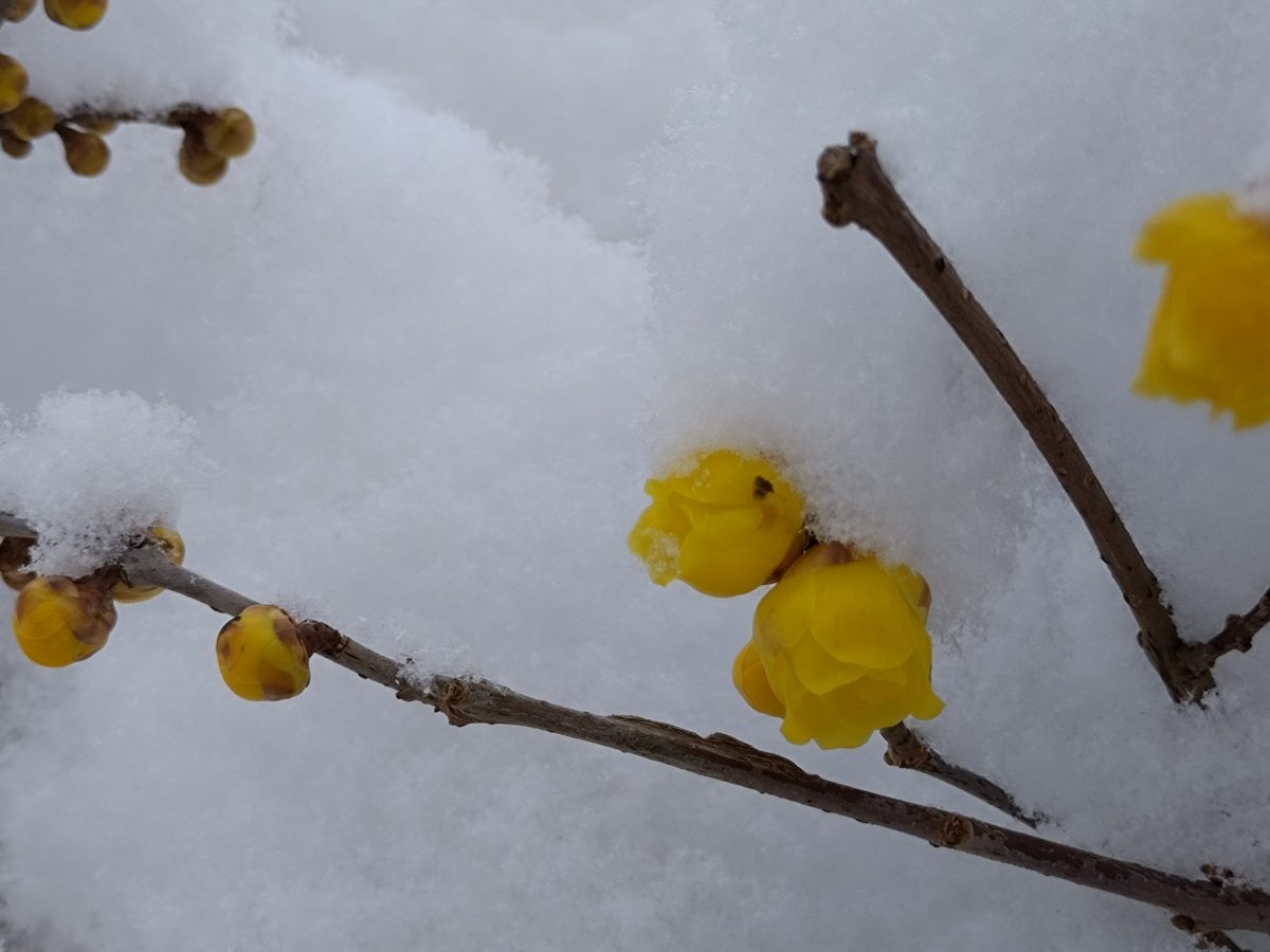 蝋梅 重い雪