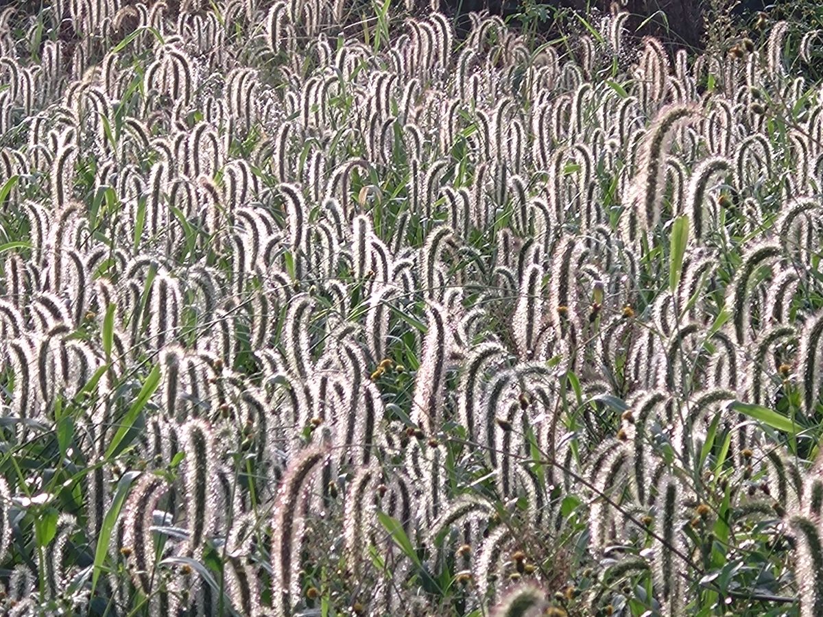 雑草輝き